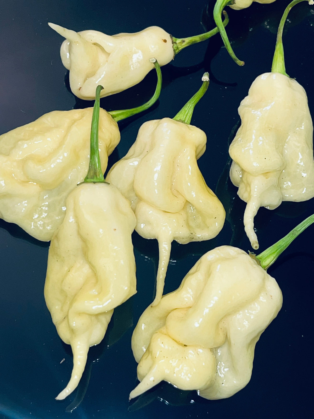 White ghost scorpion seeds