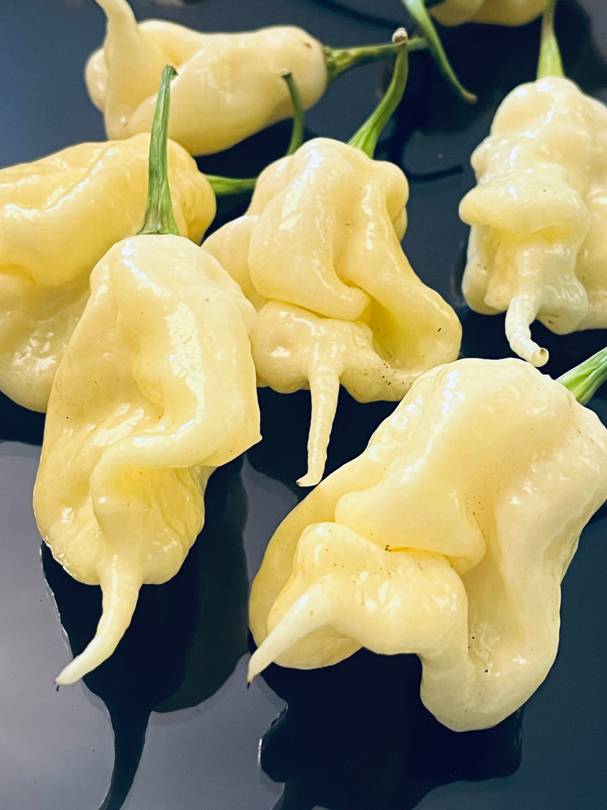 White ghost scorpion seeds
