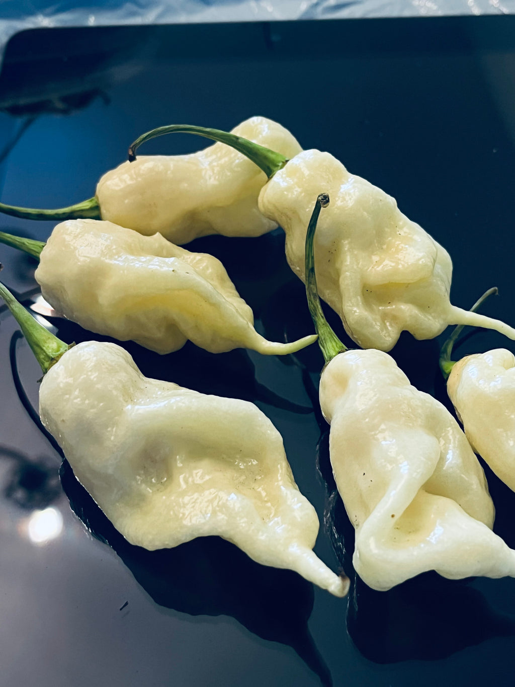 White ghost scorpion seeds