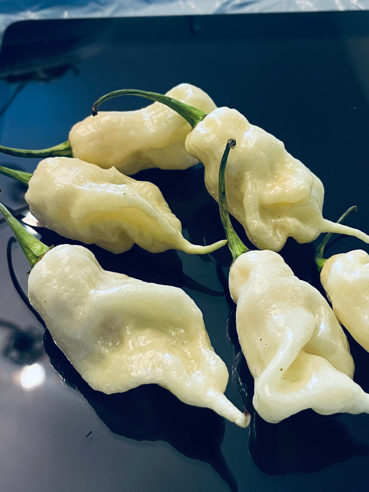 White ghost scorpion seeds