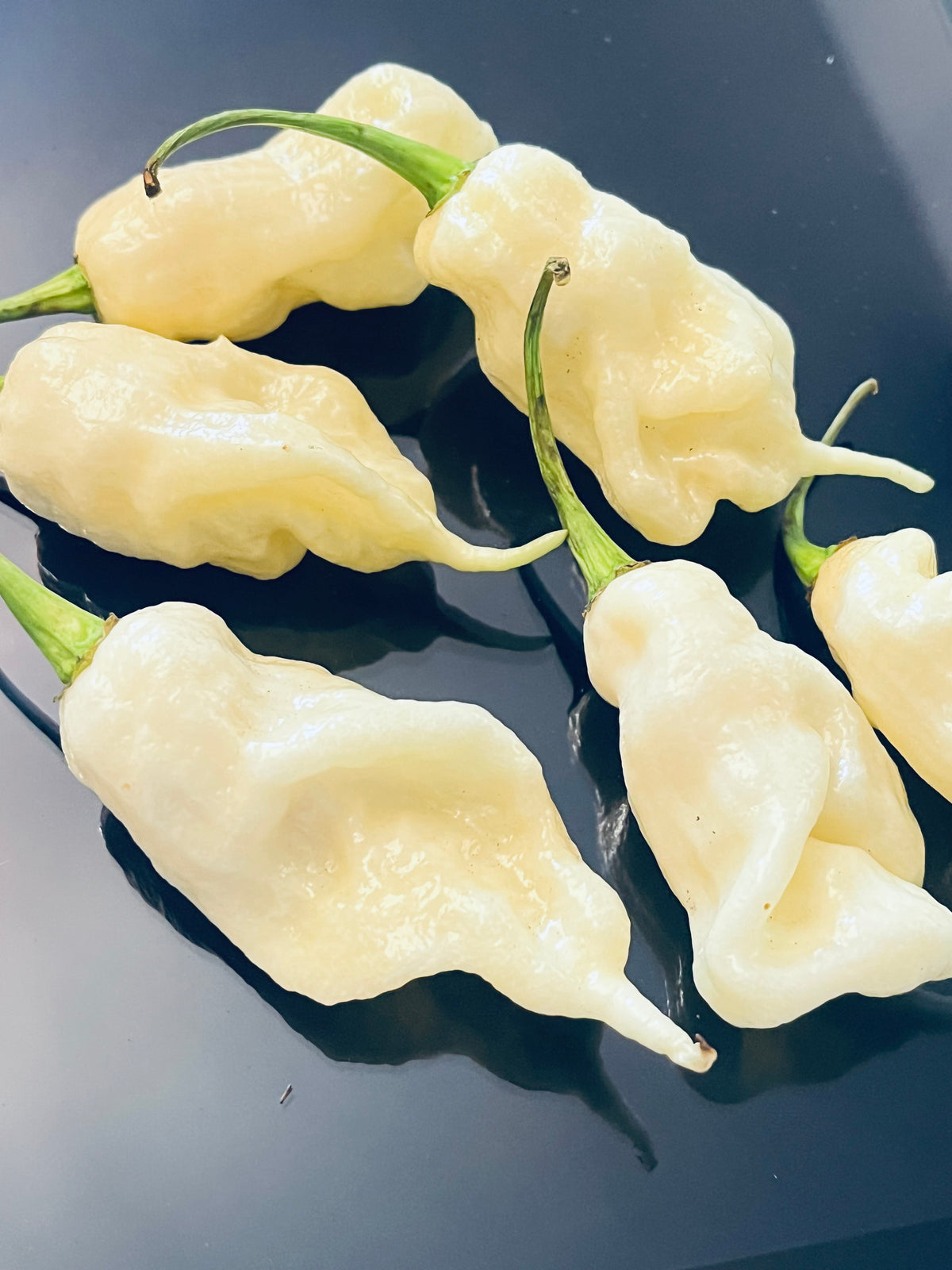 White ghost scorpion seeds