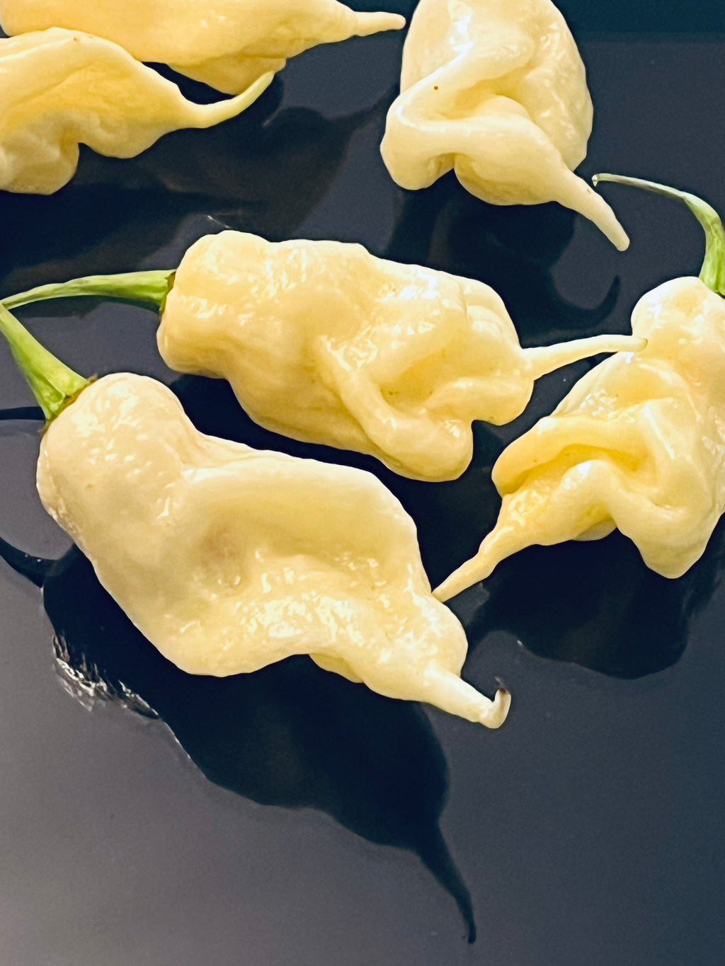 White ghost scorpion seeds