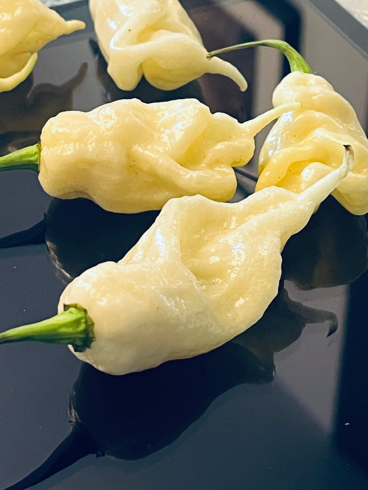 White ghost scorpion seeds