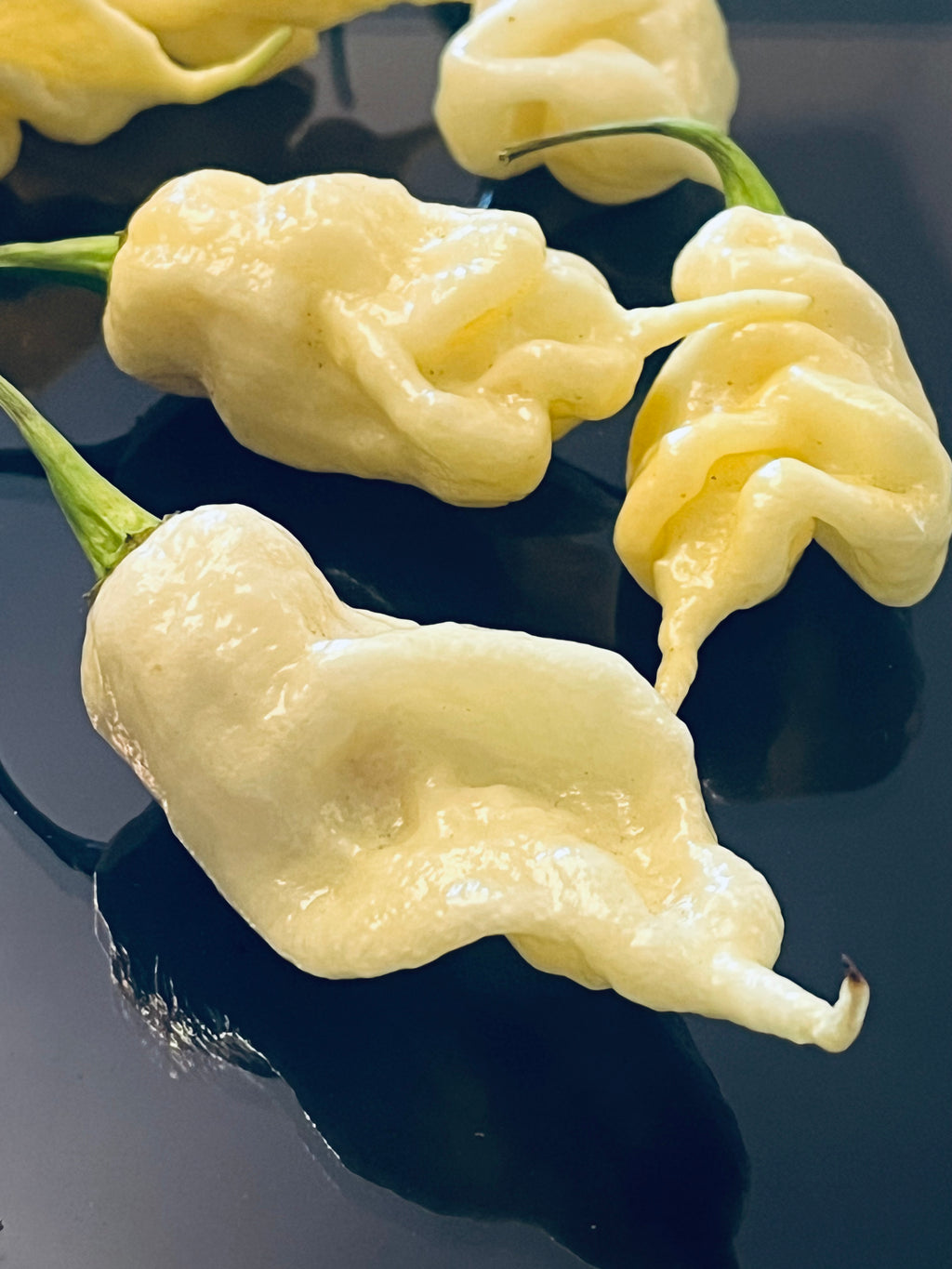 White ghost scorpion seeds