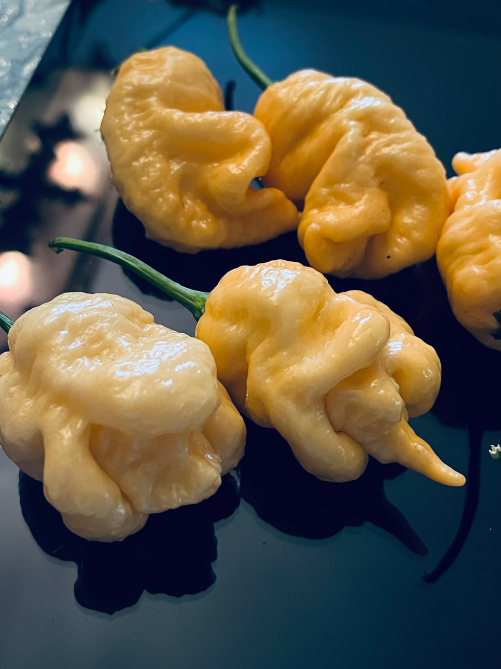 Peach x DD seeds