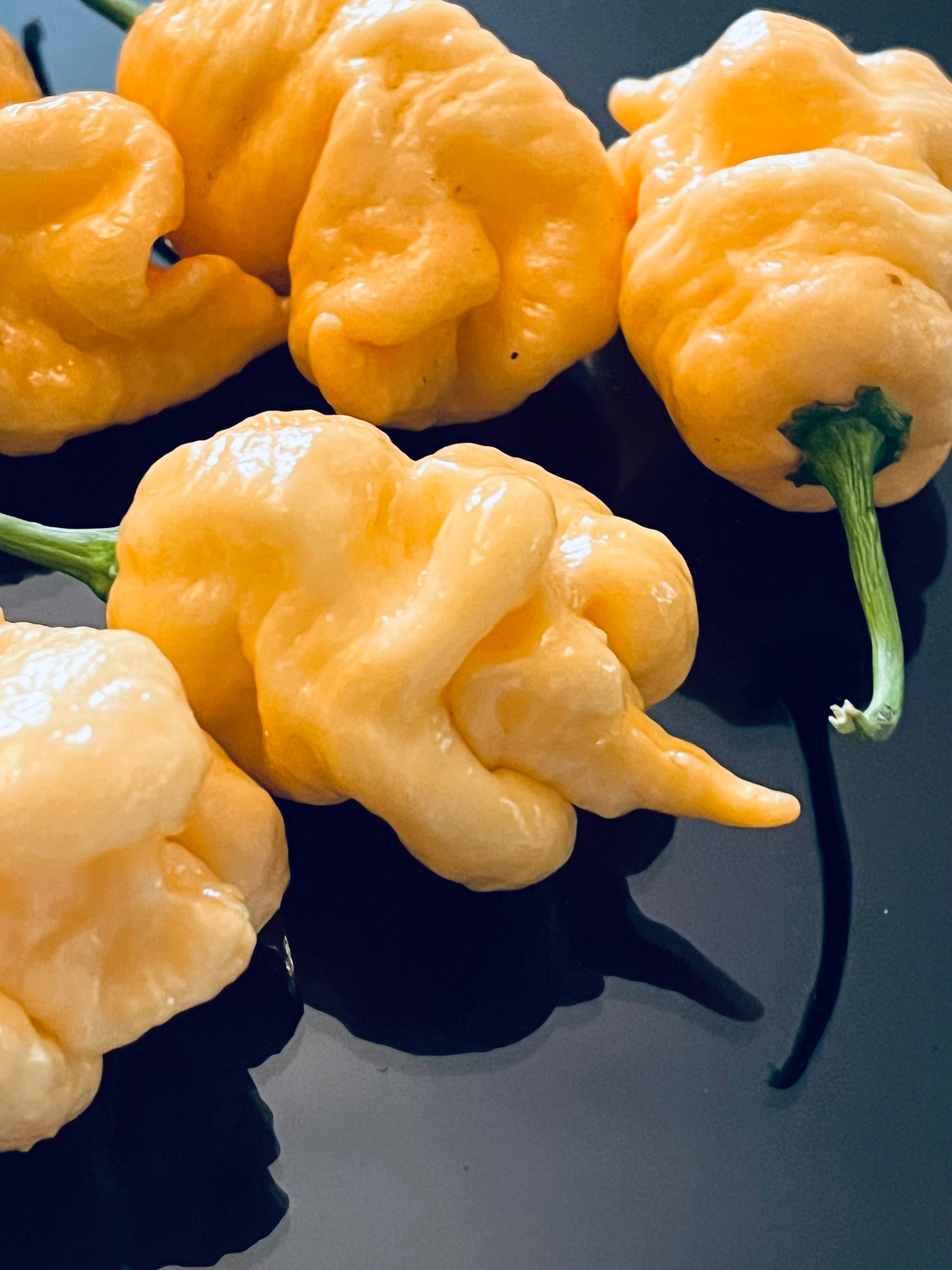Peach x DD seeds
