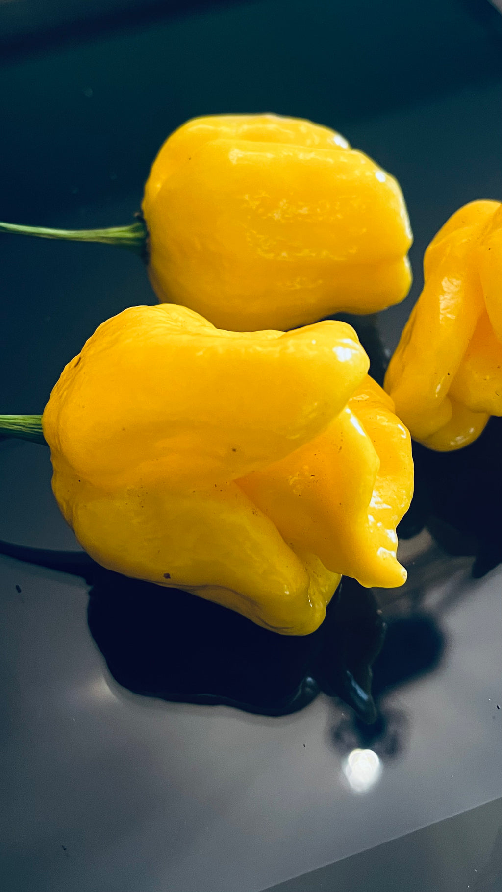 Why not yellow seeds