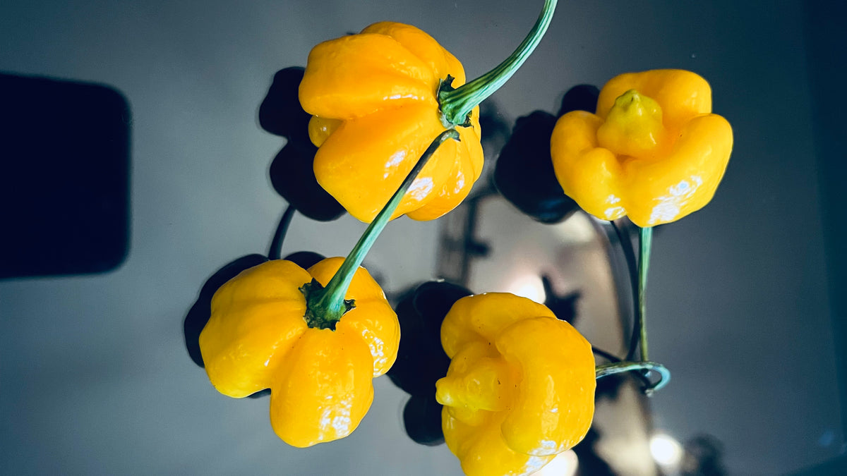 Yellow Armageddon seeds