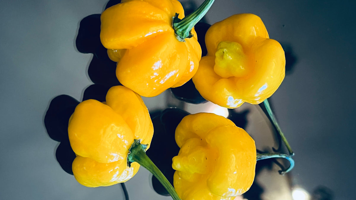 Yellow Armageddon seeds