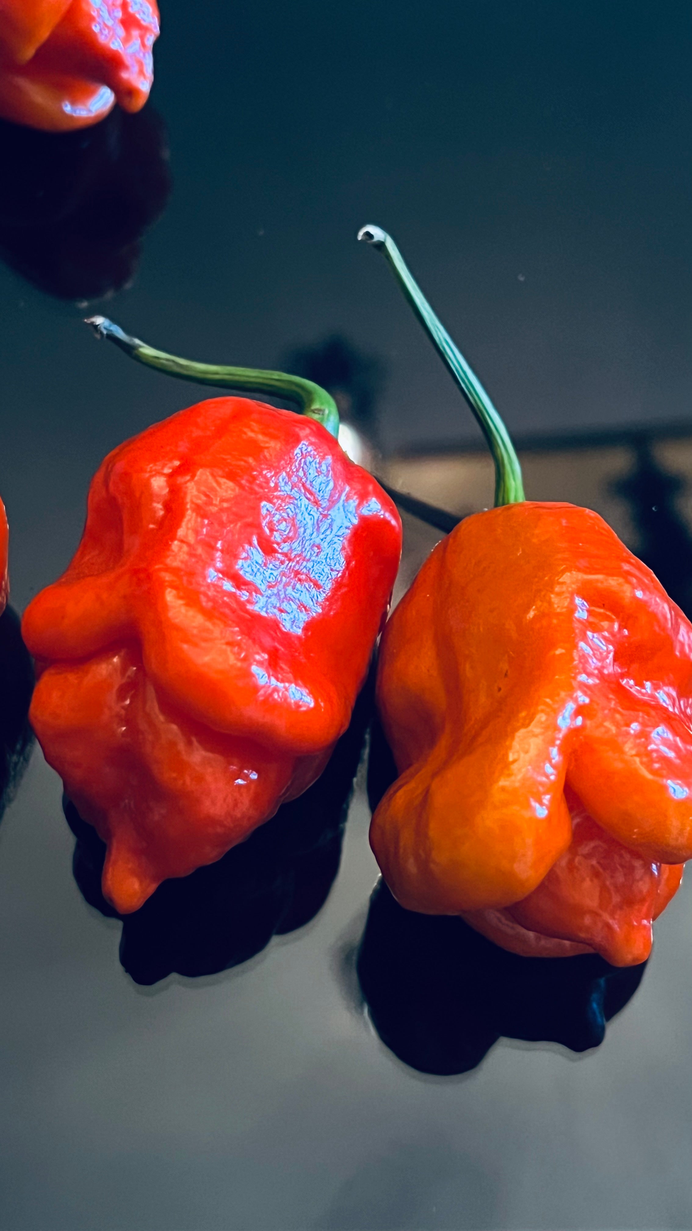 Red Armageddon seeds