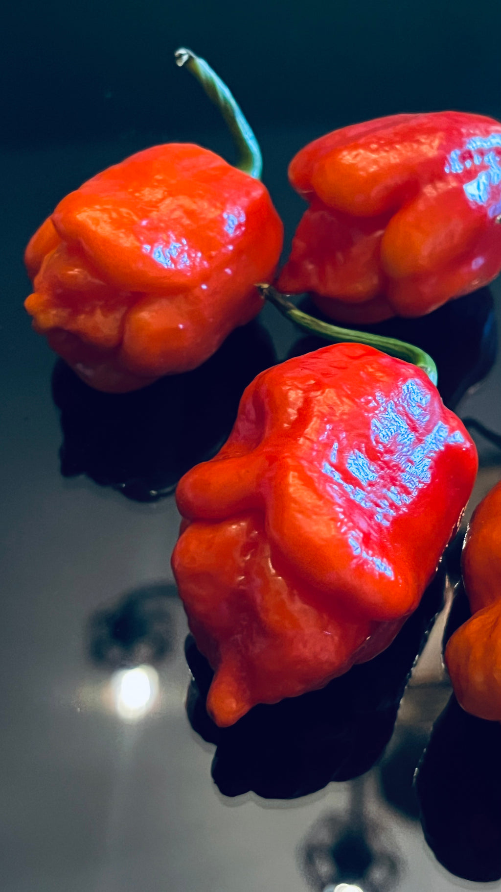Red Armageddon seeds