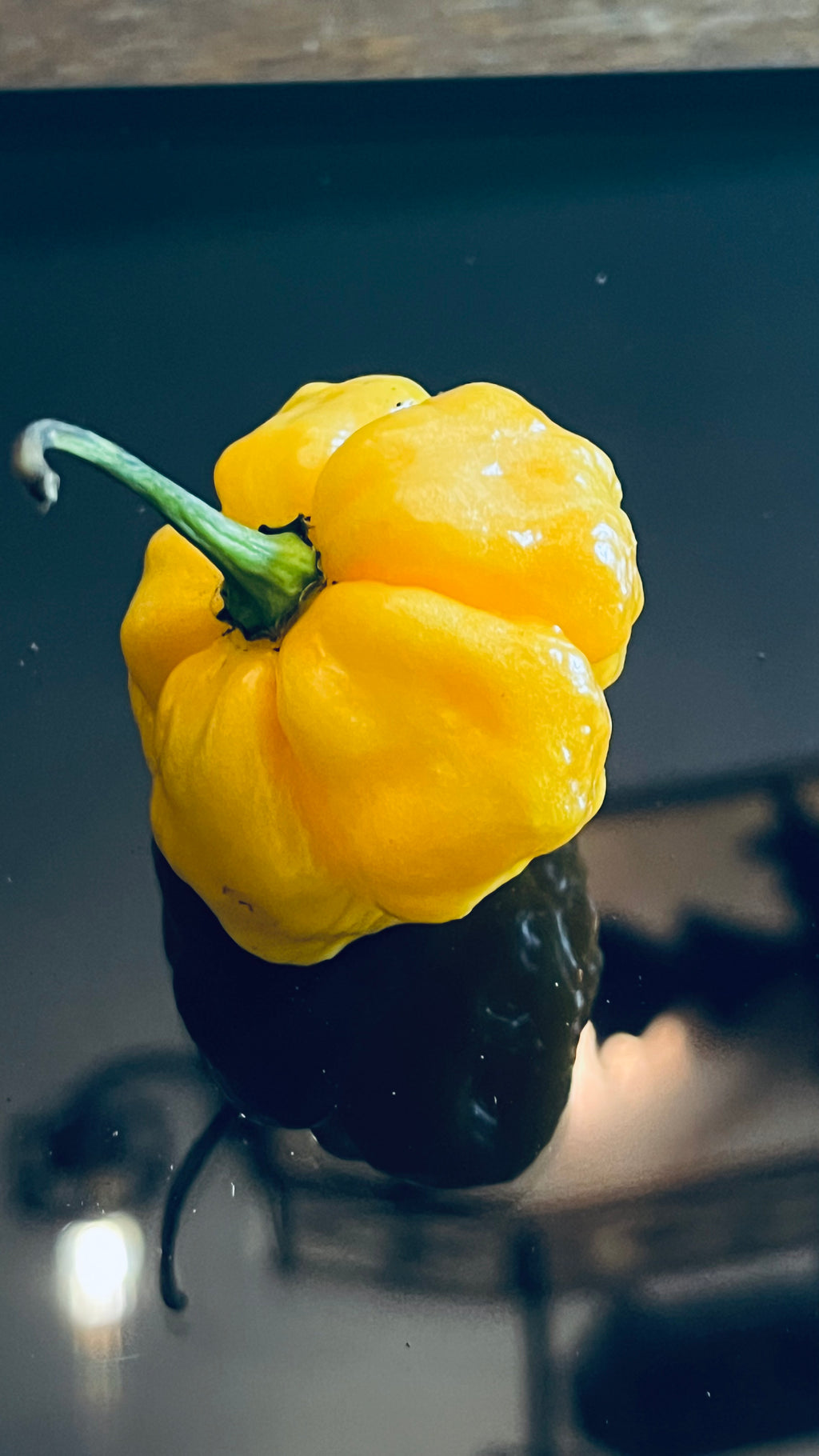 MA yellow wartry x seeds