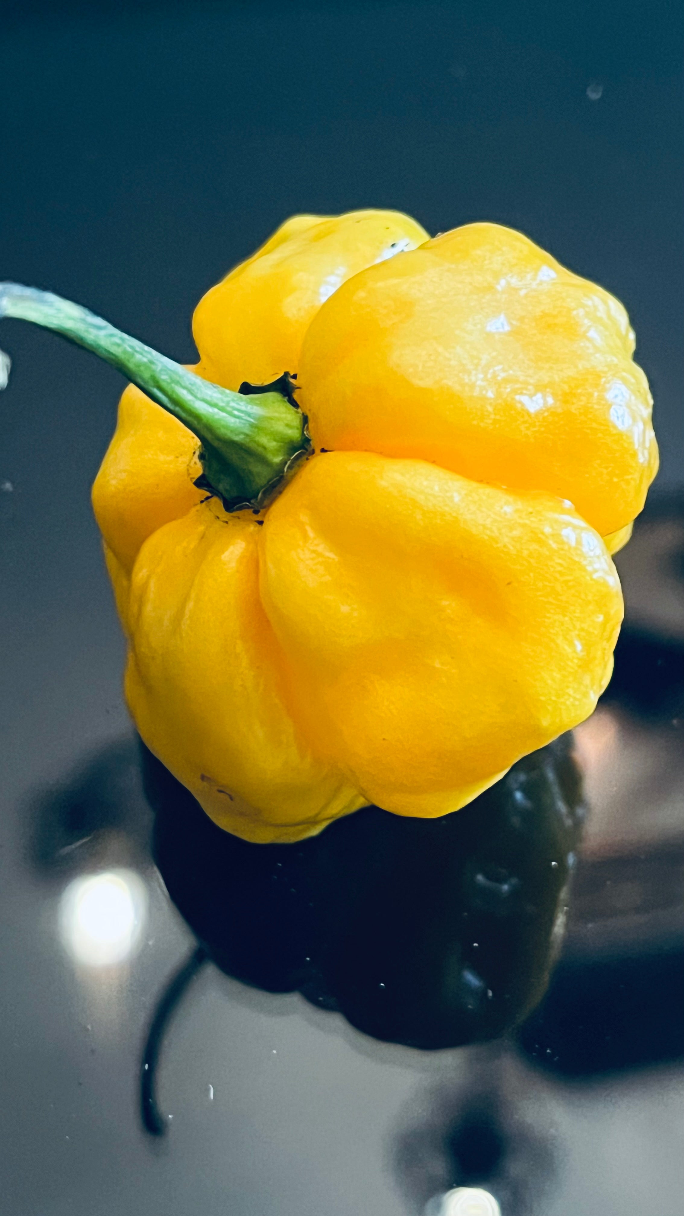 MA yellow wartry x seeds