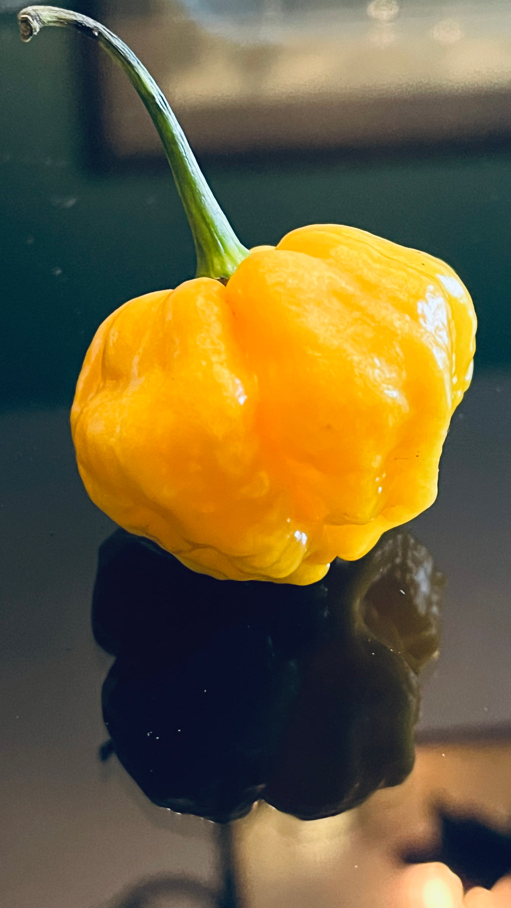 MA yellow wartry x seeds