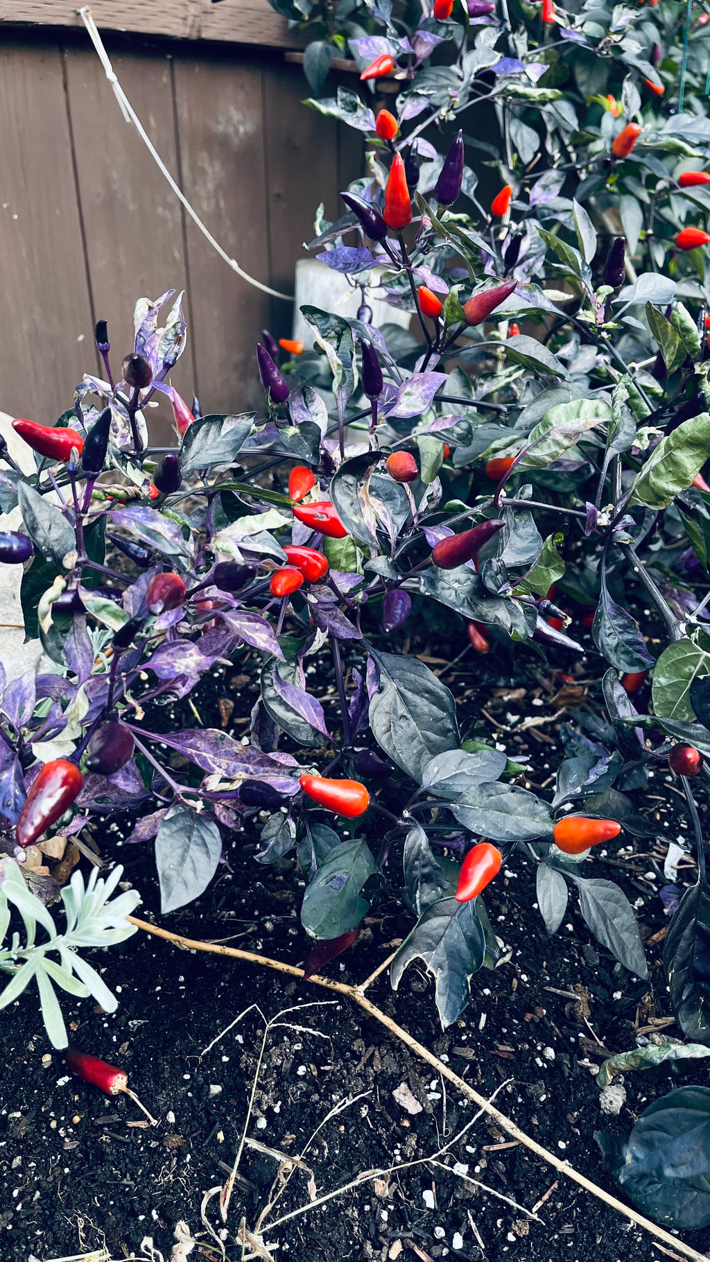 Blue Christmas seeds