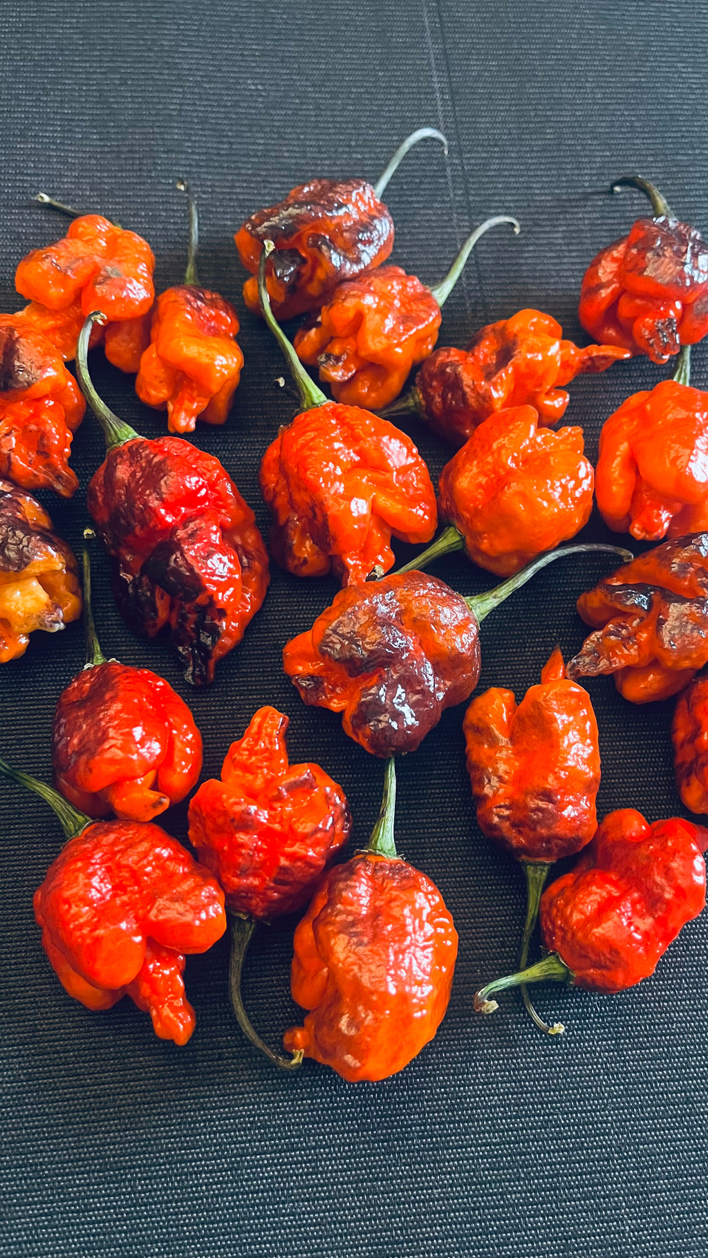 Black widow pepper  (F4) seeds