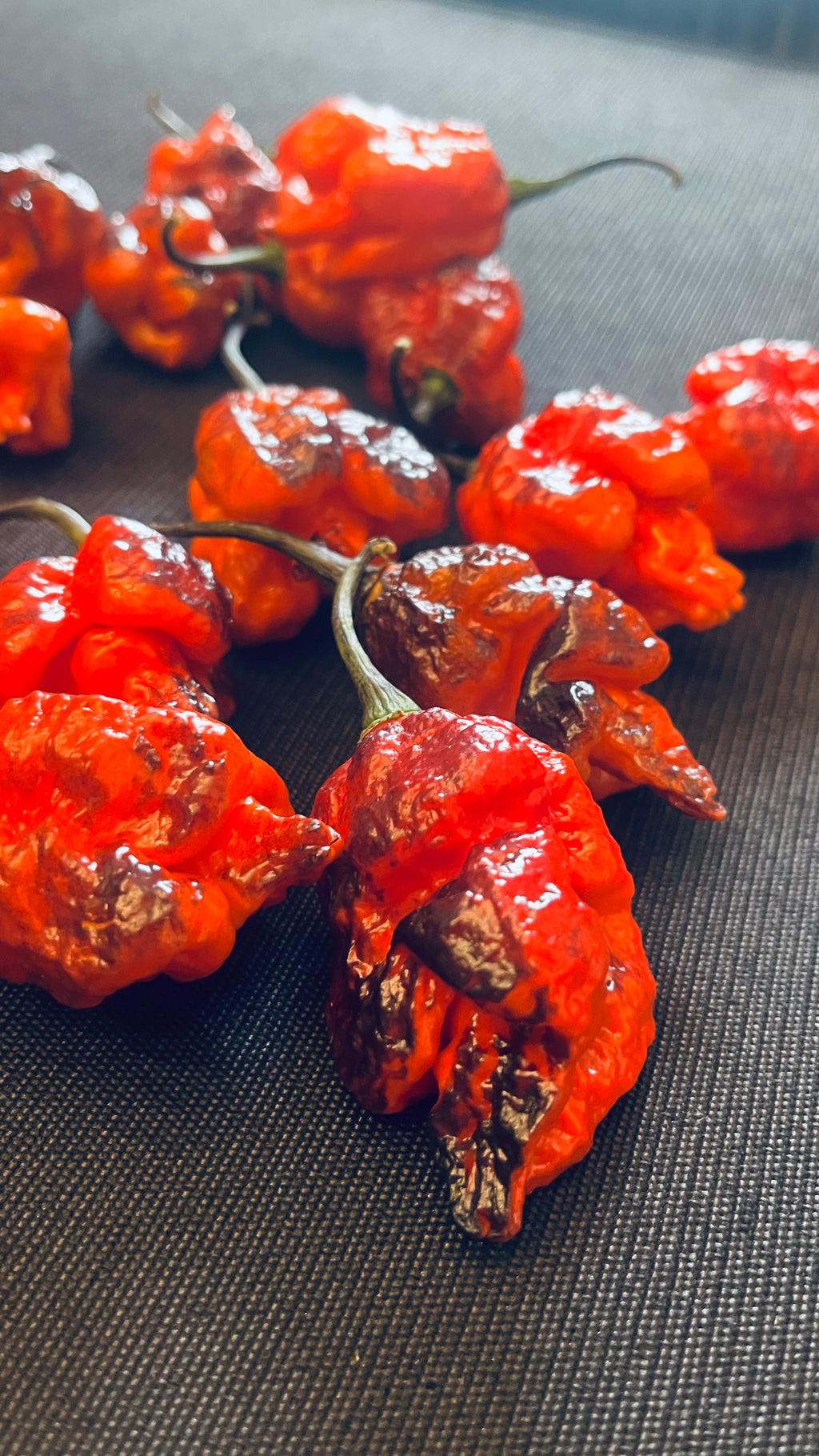 Black widow pepper  (F4) seeds