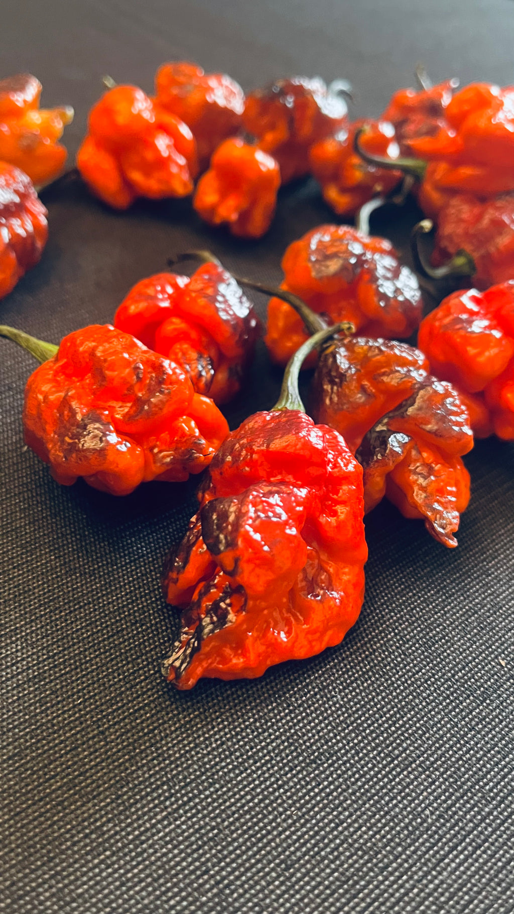 Black widow pepper  (F4) seeds