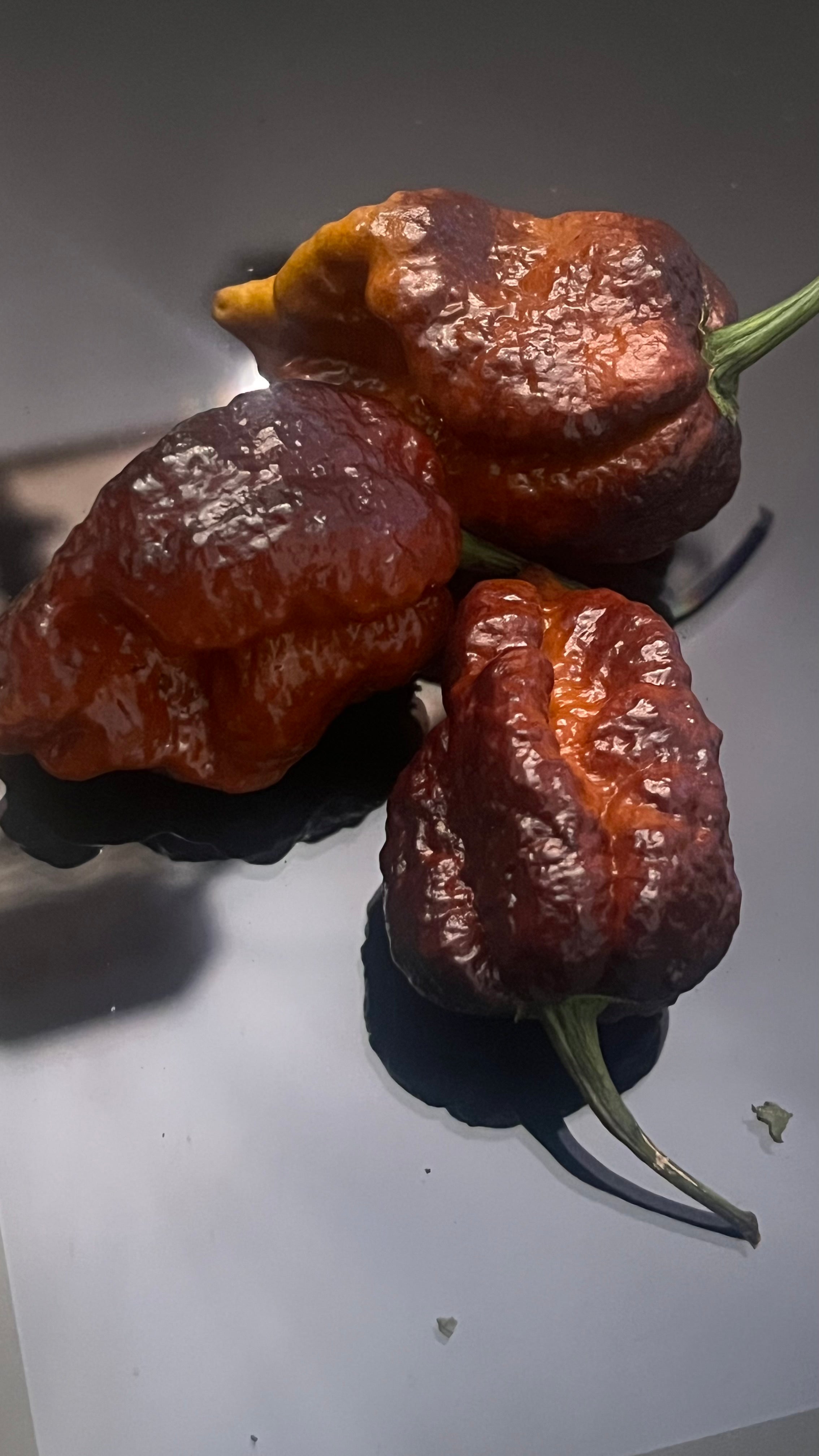 Chocolate Armageddon seeds