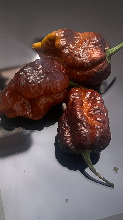 Chocolate Armageddon seeds