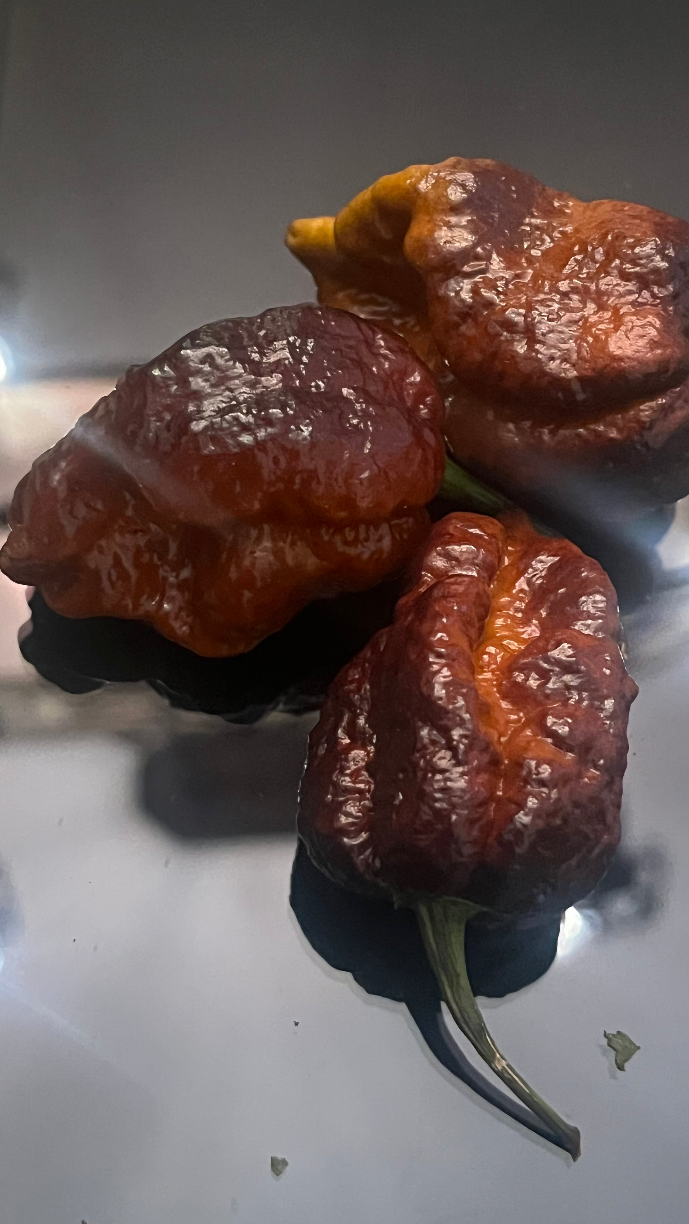 Chocolate Armageddon seeds