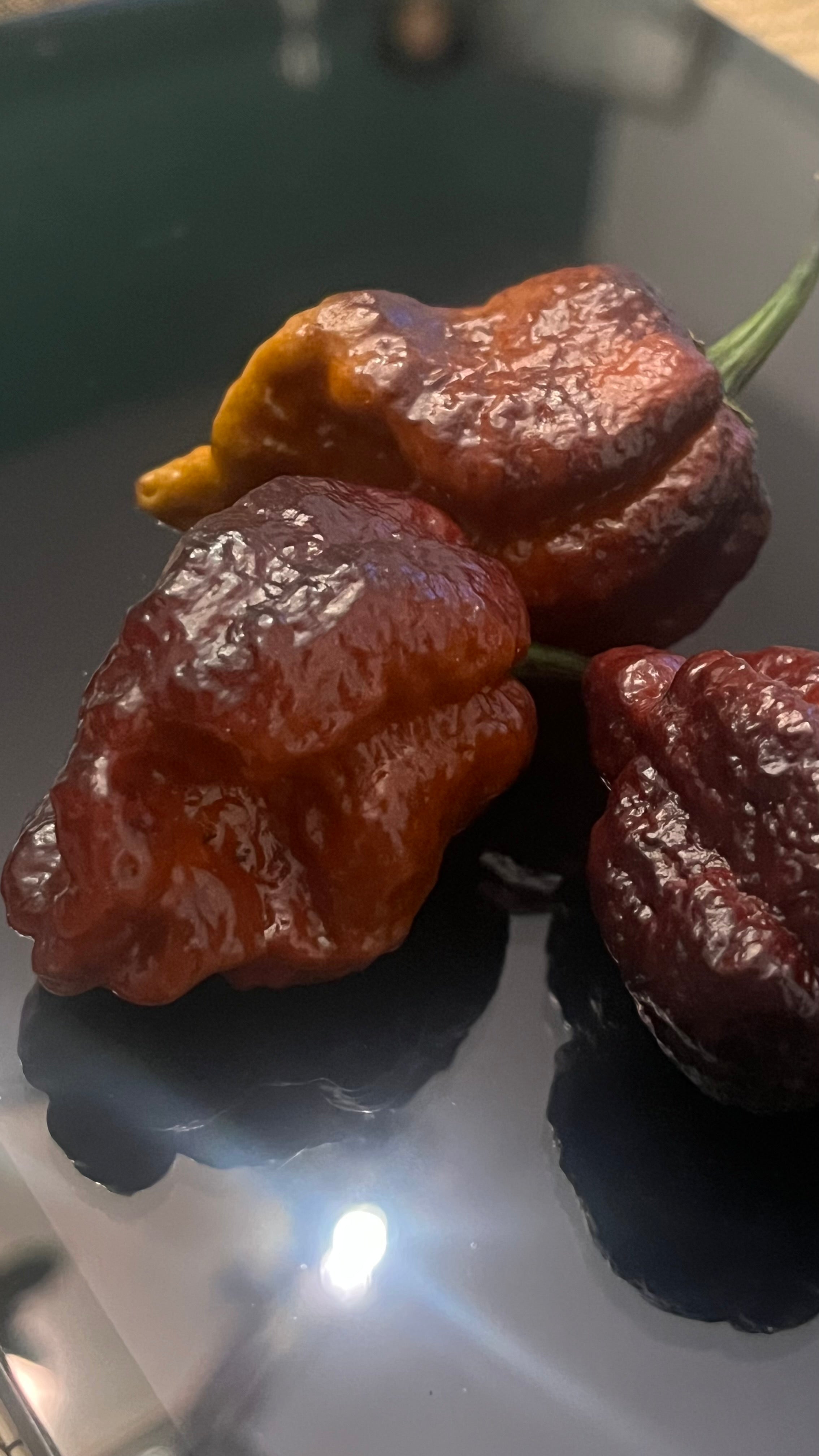Chocolate Armageddon seeds
