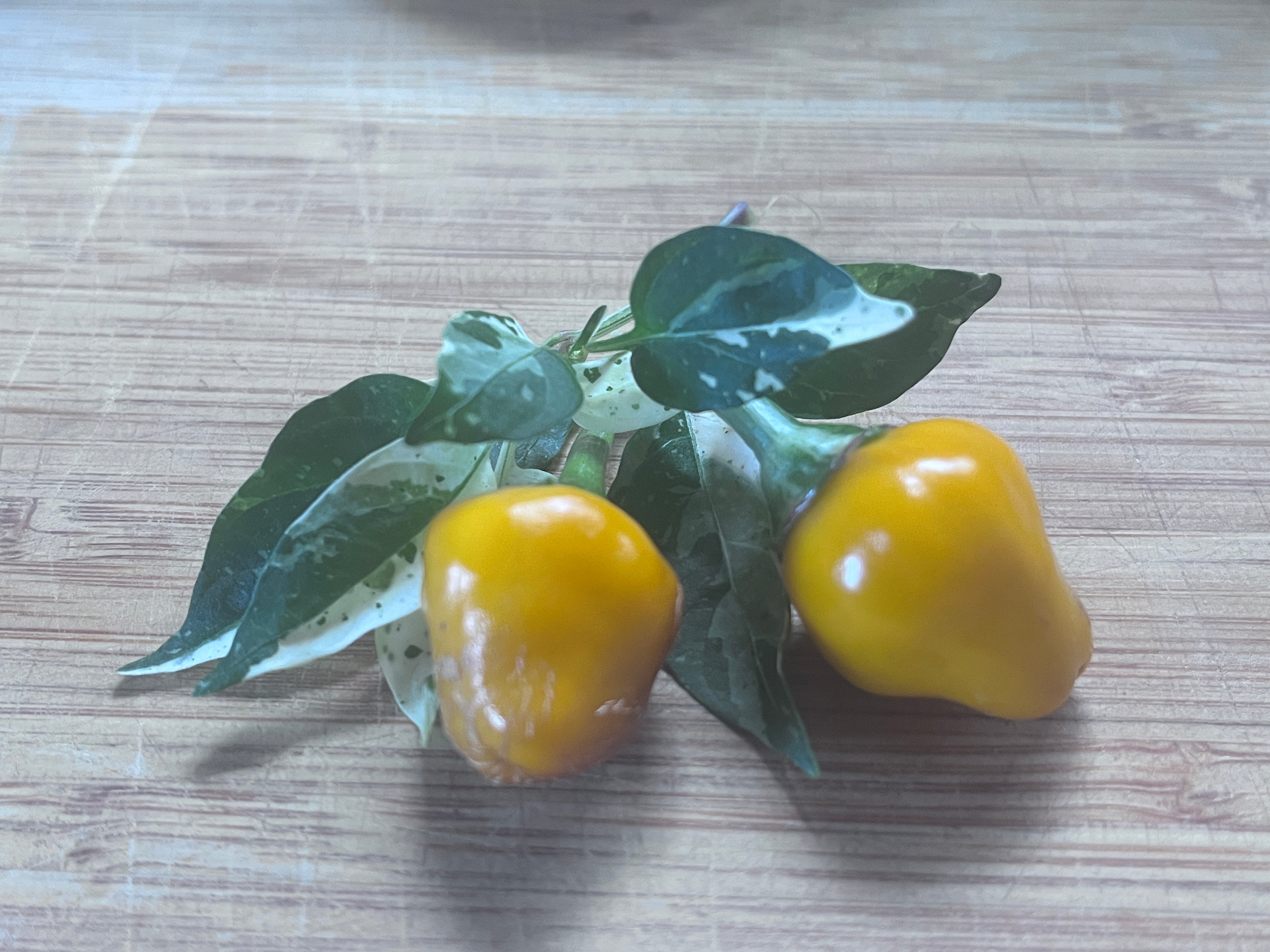 Golden nugget seeds