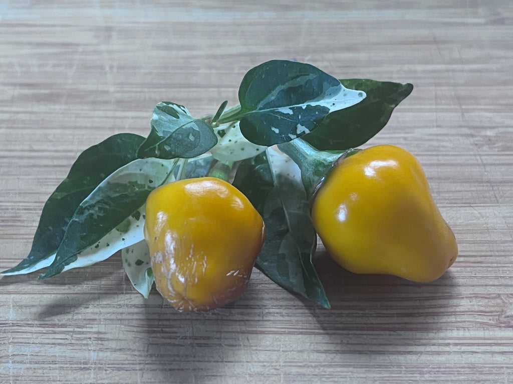 Golden nugget seeds