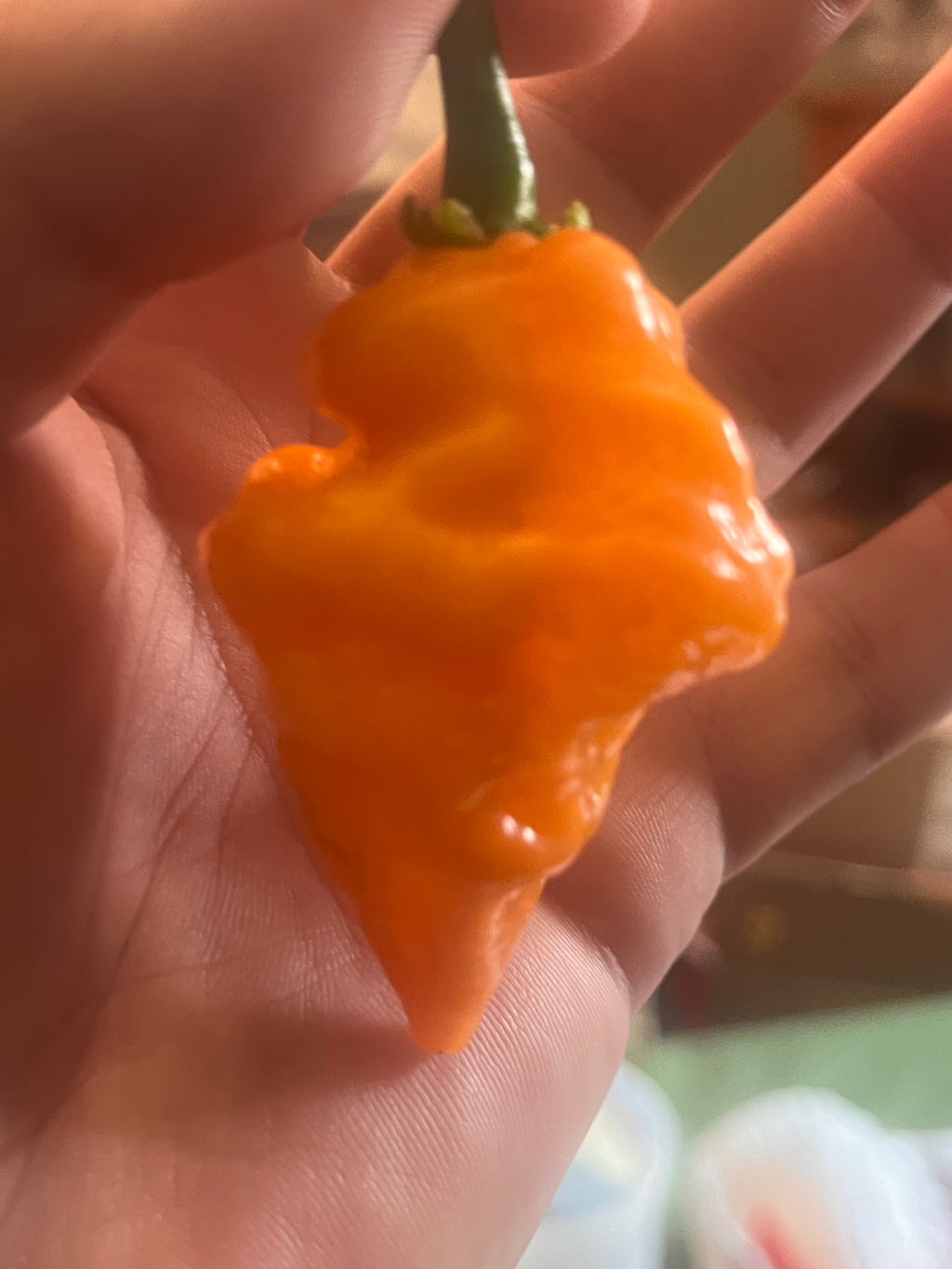 OrangeTornado pepper (F5)