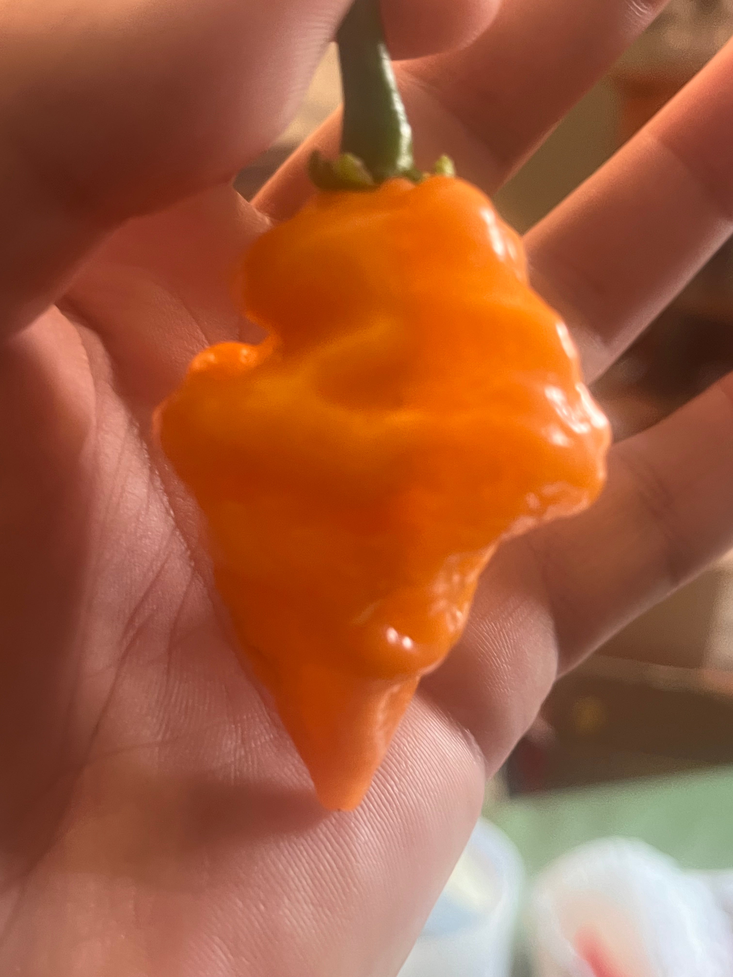 OrangeTornado pepper (F5)