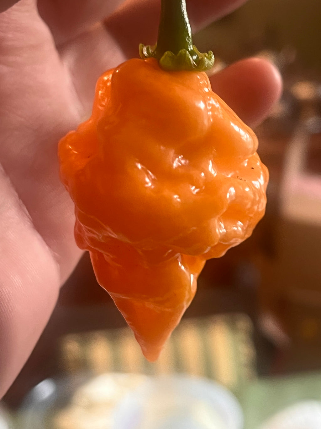 OrangeTornado pepper (F5)