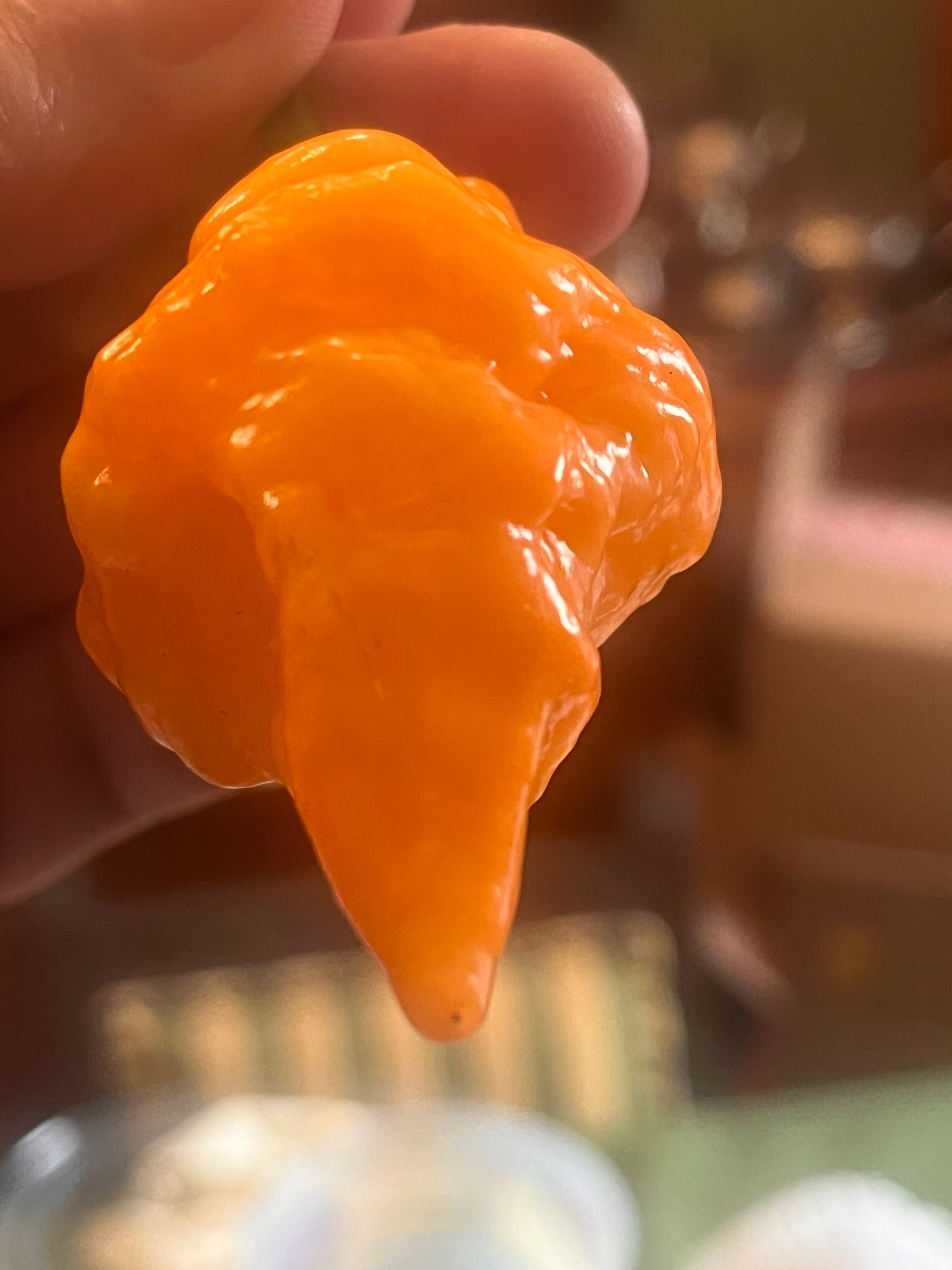 OrangeTornado pepper (F5)