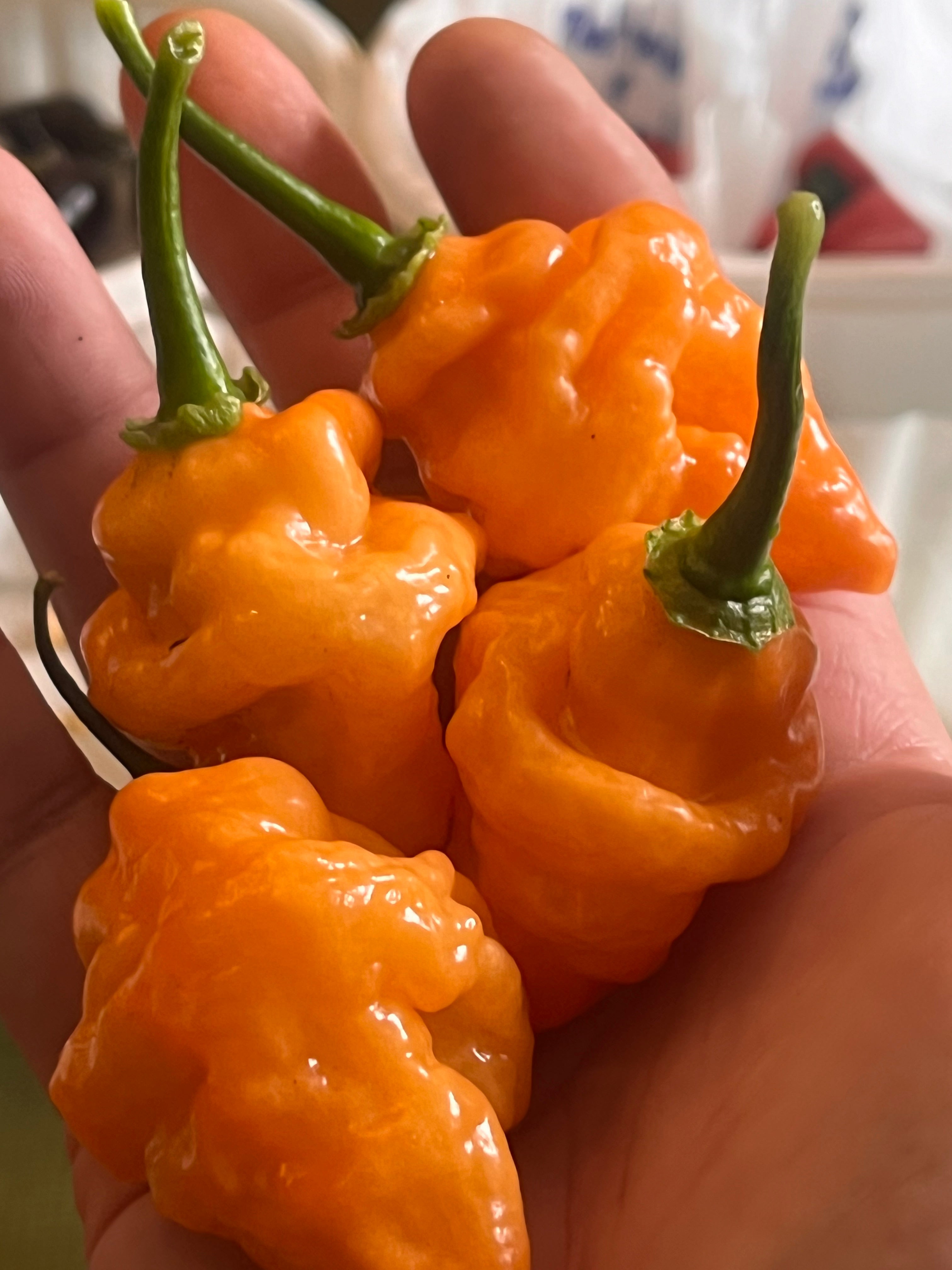 OrangeTornado pepper (F5)