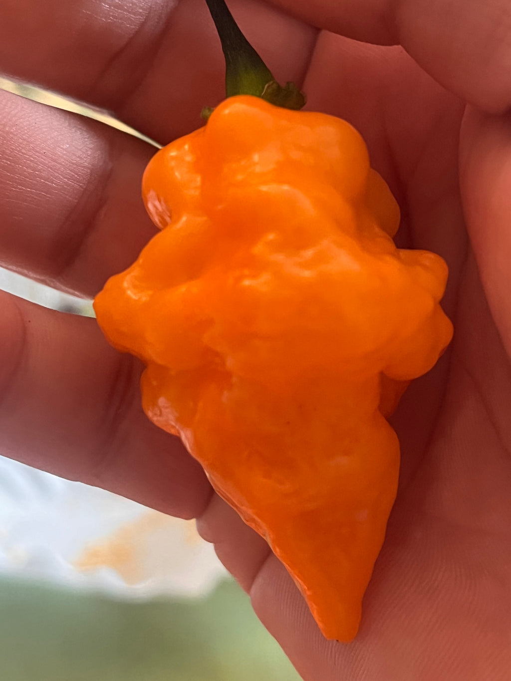 OrangeTornado pepper (F5)