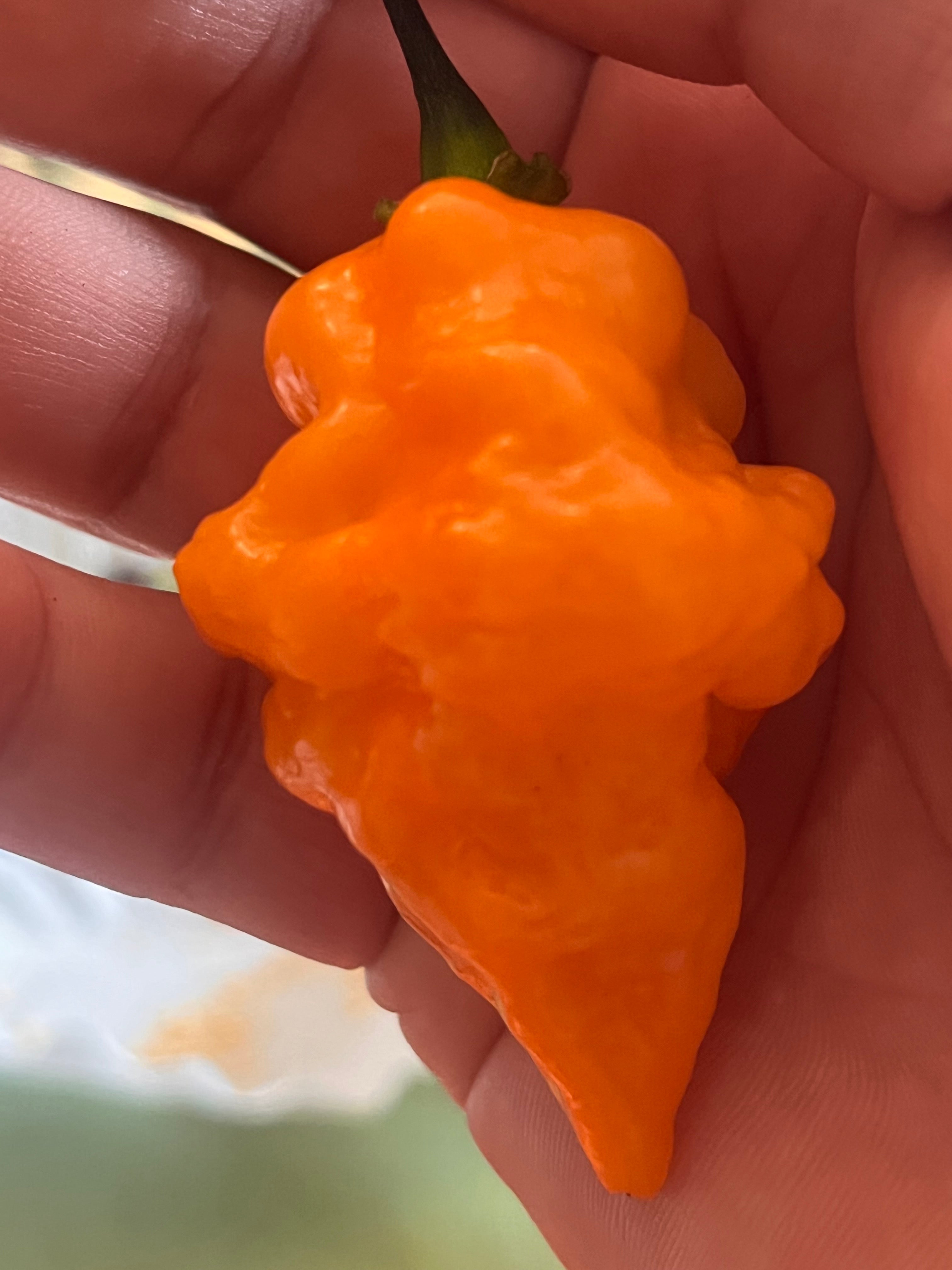 OrangeTornado pepper (F5)