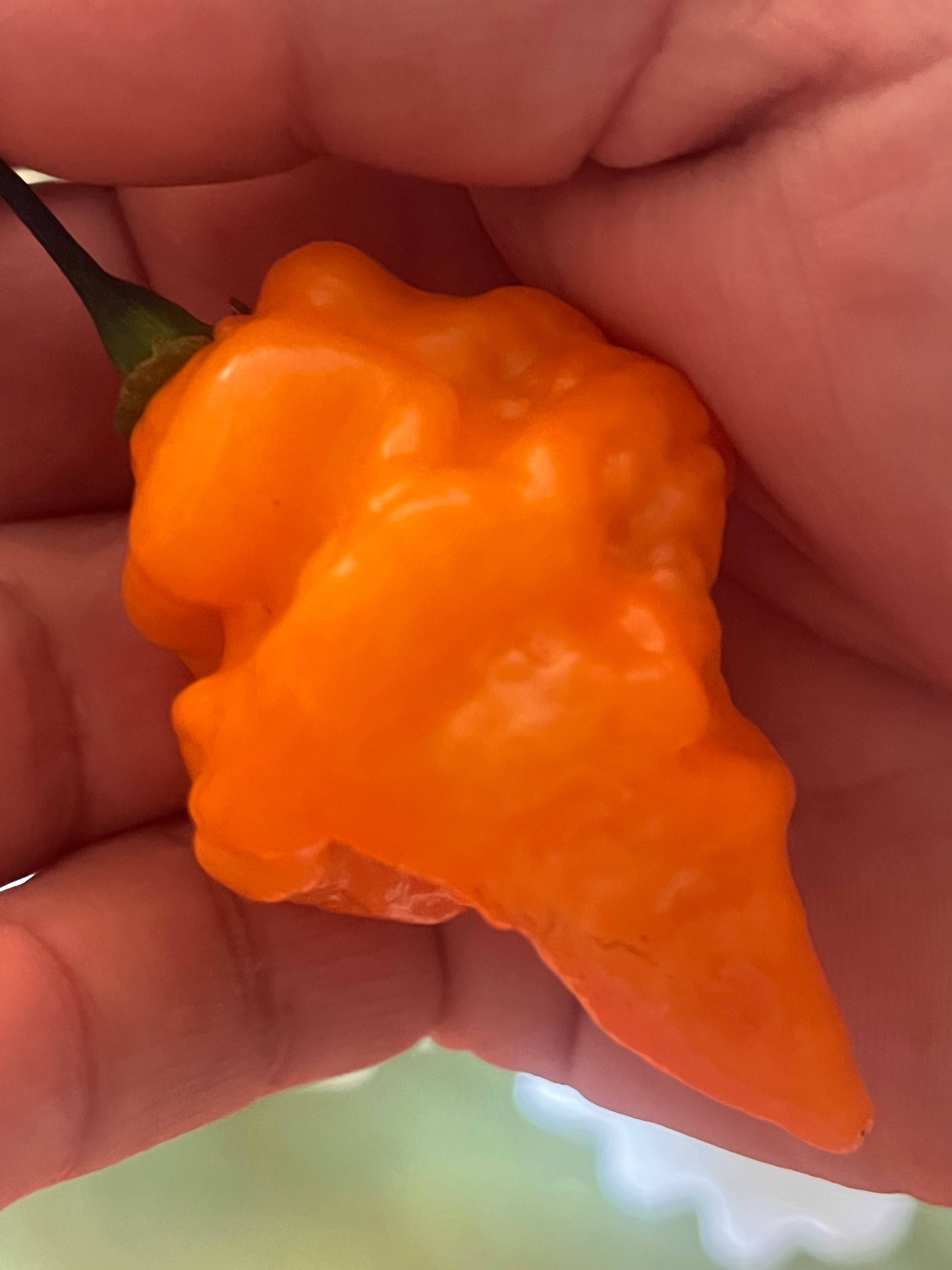 OrangeTornado pepper (F5)