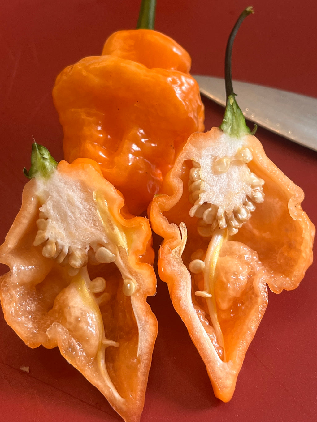 OrangeTornado pepper (F5)
