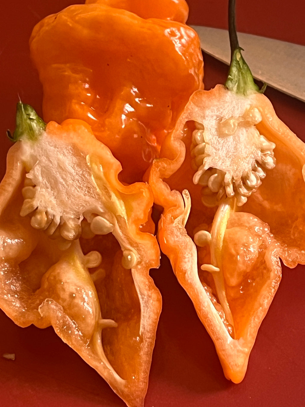 OrangeTornado pepper (F5)