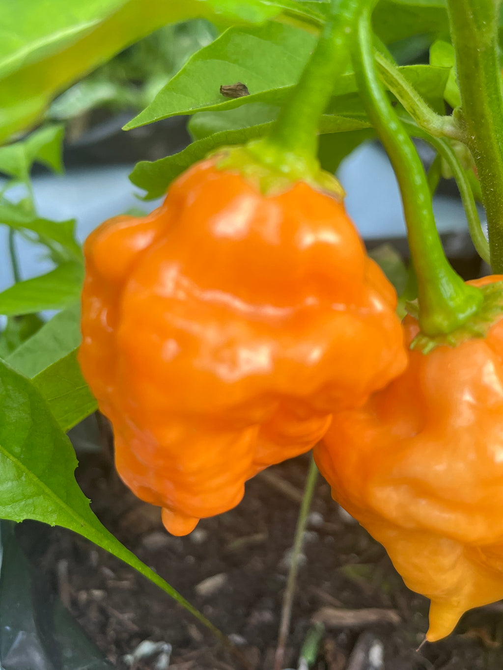 OrangeTornado pepper (F5)