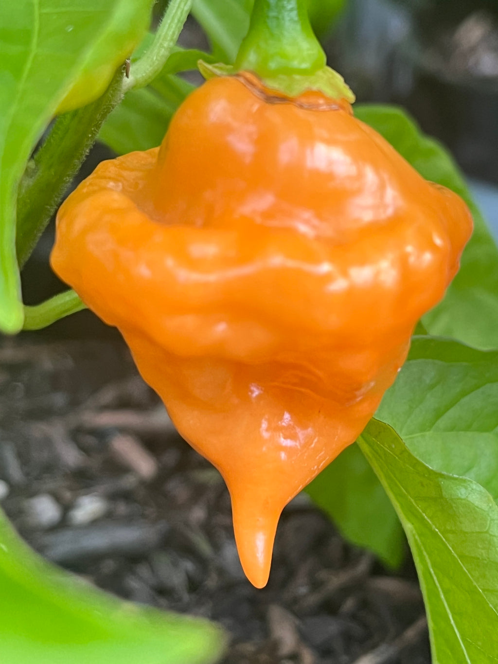 OrangeTornado pepper (F5)