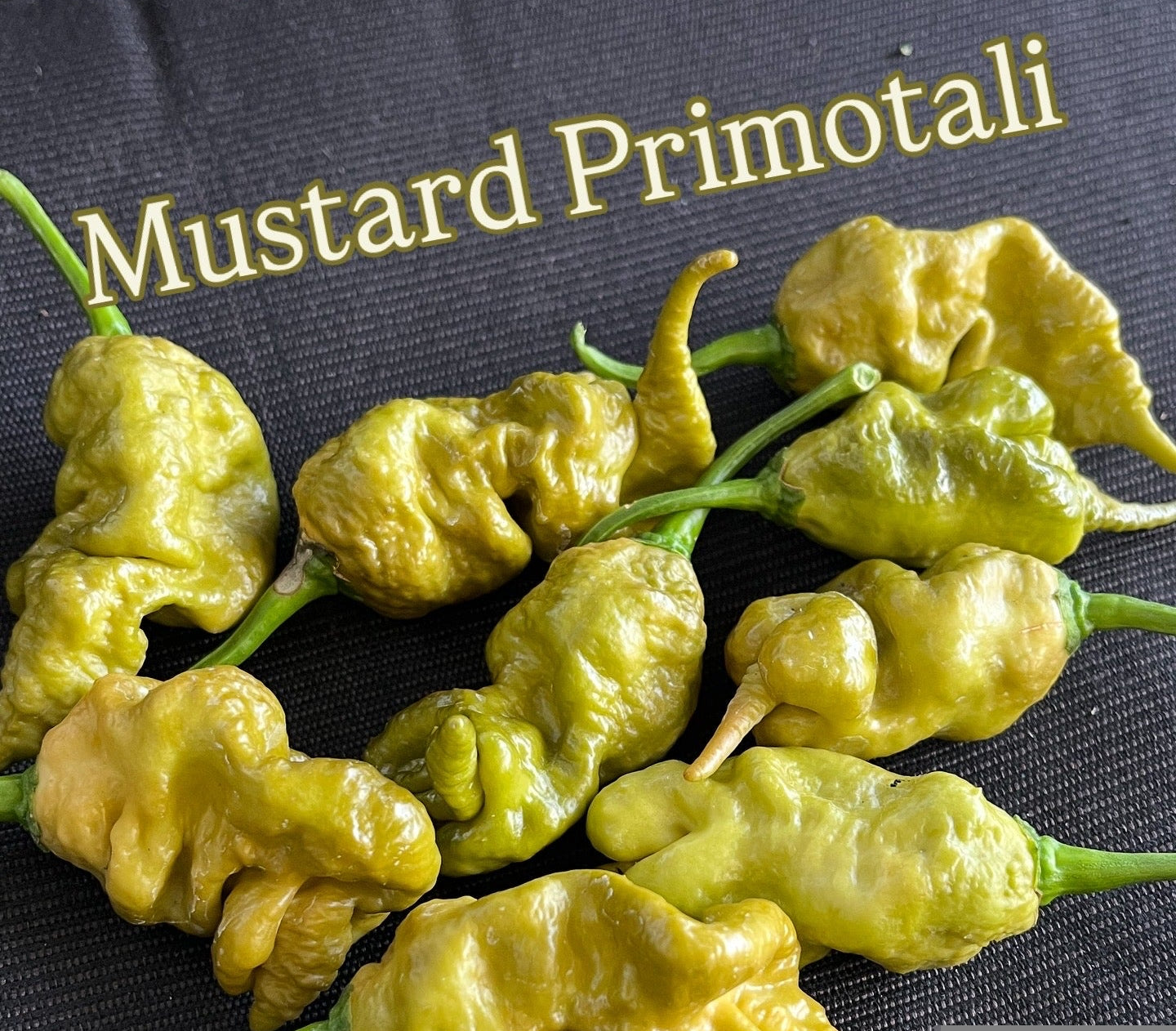 Mustard Primotali seeds